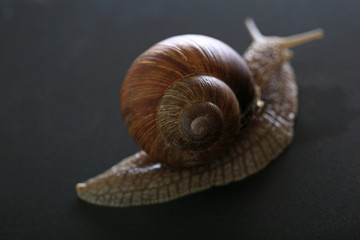 Marco close-up of snail with brown shell on grey concrete
