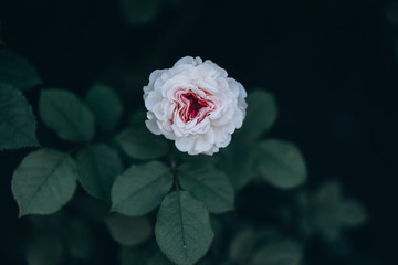  beautiful pink rose with green leaves, buds and spikes