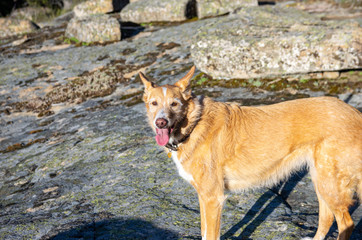 Portrait of a warren hound
