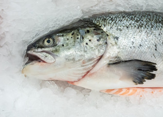 Fresh salmon on ice.