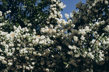 a lot of butterflies flies about jasmine bush