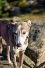 Portrait of a greyhound with forest in background