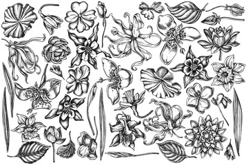 Vector set of hand drawn black and white ylang-ylang, impatiens, daffodil, tigridia, lotus, aquilegia