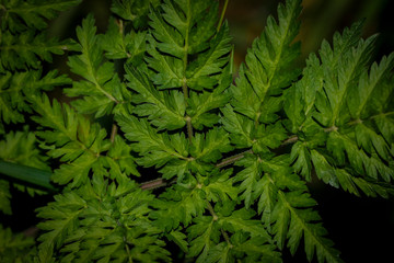 wild green leaves for abstract background