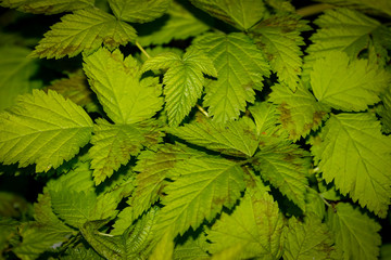 wild green leaves for abstract background