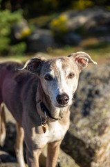 Portrait of a greyhound with forest in background