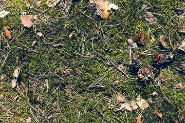 Moss in the forest. Bumps in the forest. Summer forest with leaves. Green landscape texture.