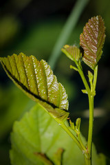 wild green leaves for abstract background