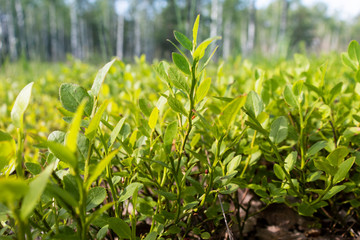 Field. Green leaves in the forest background. Foreground leaves with blurred background. 