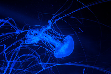 Beautiful jellyfish close up.