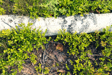 Vegetable. White branch in close up field forest background with green leaves and dry grasses.