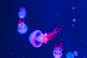 Obraz na płótnie Canvas Beautiful jellyfish close up.