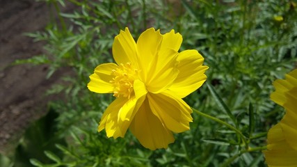 flower backgrounds, beautiful nature, semi-natural toning designs, sun plants