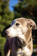 Portrait of a greyhound with forest in background