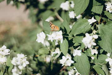 a lot of butterflies flies about jasmine bush