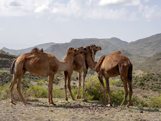 Camels are domestic animals, they wear cargo, Ethiopia