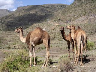 Camels are domestic animals, they wear cargo, Ethiopia
