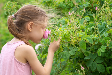 Girl and roses / A girl is picking oil-bearing rose (Rosa Damascena) in the fields near Kazanlak, Bulgaria. Close up view.