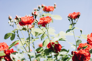 beautiful red rose with green leaves, buds and spikes, selective focus