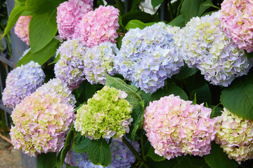 Pink, blue, lilac, violet, purple Hydrangea flower (Hydrangea macrophylla)  blooming in spring and summer in a garden. Hydrangea macrophylla - Beautiful bush of hortensia flowers