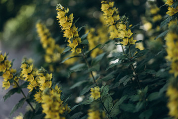  loosestrife, beautiful yellow flowers