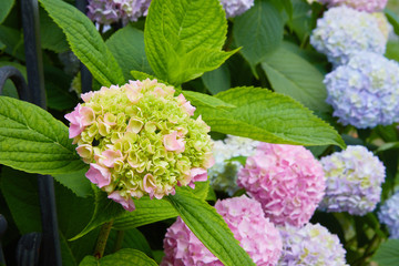 Pink, blue, lilac, violet, purple Hydrangea flower (Hydrangea macrophylla)  blooming in spring and summer in a garden. Hydrangea macrophylla - Beautiful bush of hortensia flowers