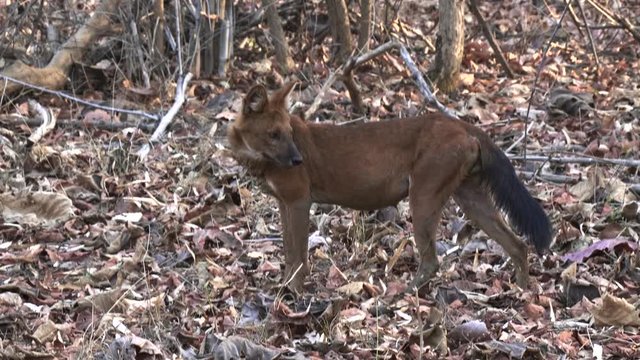 medium angle side view of a male dhole or wild dog at tadoba andhari tiger reserve in india