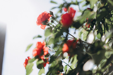 beautiful red rose with green leaves, buds and spikes, selective focus