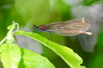 dragonfly on leaf