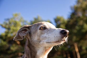 Portrait of a greyhound with forest in background