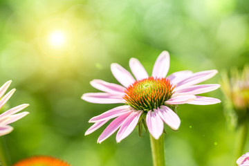 Echinacea flowers in garden © ddukang