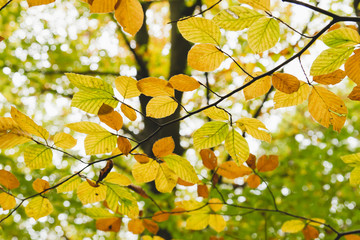 Detail of fagus sylvatica autumnal foliage