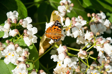 Butterflies are one of the most amazing creatures.