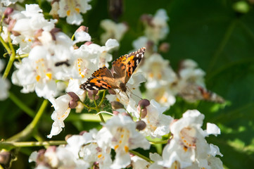 Butterflies are one of the most amazing creatures.
