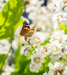 Butterflies are one of the most amazing creatures.
