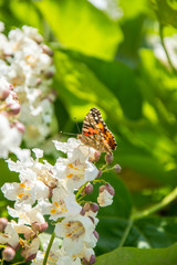 Butterflies are one of the most amazing creatures.