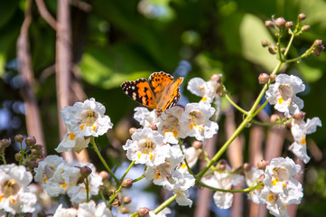 Butterflies are one of the most amazing creatures.