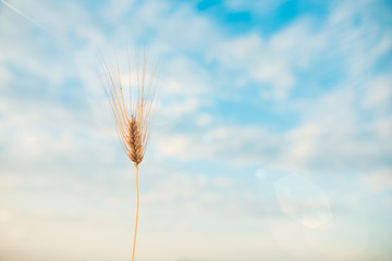 Spiga di grano per farina integrale con sfondo del cielo blu.