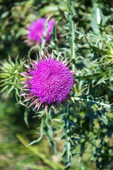 Butterflies are one of the most amazing creatures.