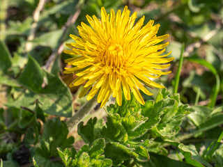 One yellow dandelion growing outdoors at close range