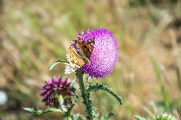 Butterflies are one of the most amazing creatures.