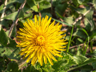 One blooming yellow dandelion grows in the open air at close range