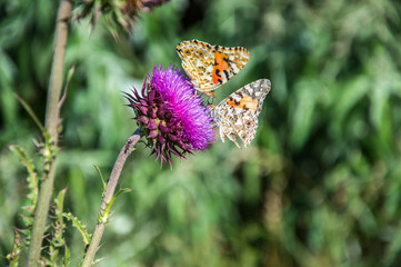 Butterflies are one of the most amazing creatures.