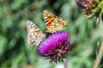 Butterflies are one of the most amazing creatures.