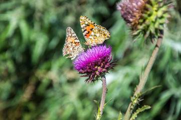 Butterflies are one of the most amazing creatures.