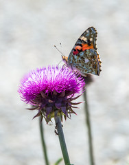 Butterflies are one of the most amazing creatures.