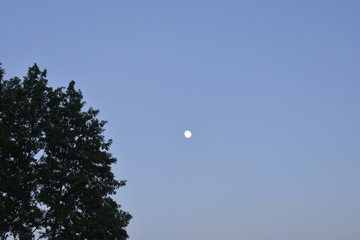 moon in the sky