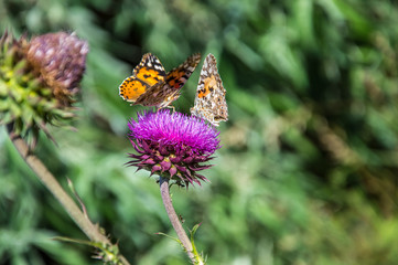 Butterflies are one of the most amazing creatures.