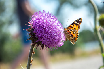 Butterflies are one of the most amazing creatures.