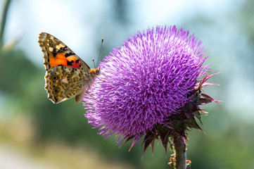 Butterflies are one of the most amazing creatures.
